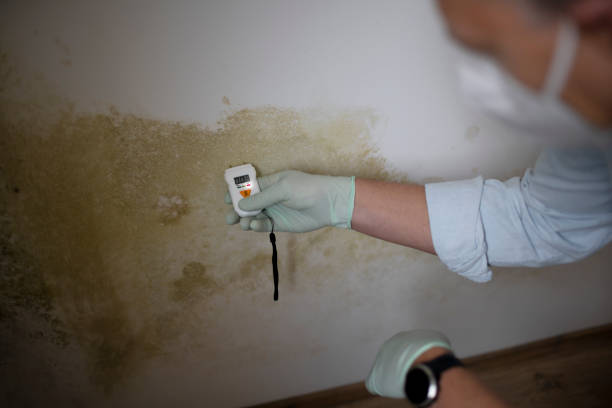 Best Mold Damage Restoration  in Mescal, AZ